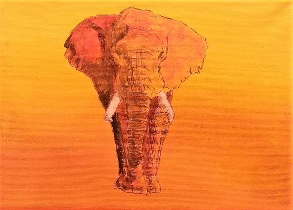 アフリカ象