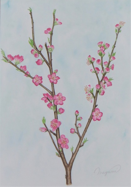 春/桃の花