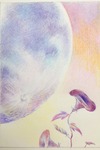 あさがお