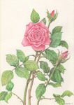 ピンクの薔薇