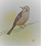 野鳥・ヒヨドリ