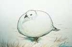 雷鳥