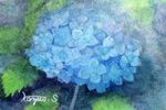 一輪の紫陽花