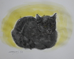 黒い猫2019