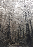 Tree XIII (熊野古道)