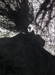 Tree II(冬の魔女)