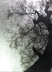 Tree I (1/300)