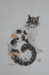三毛猫2019,2