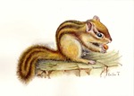 シマリス