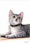見上げる子猫