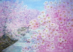 桜満開