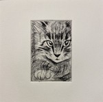 ドライポイント猫