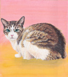 振り向く猫