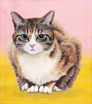 見てる猫