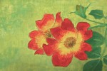 赤い薔薇