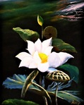 蓮の花