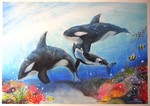 ORCAS