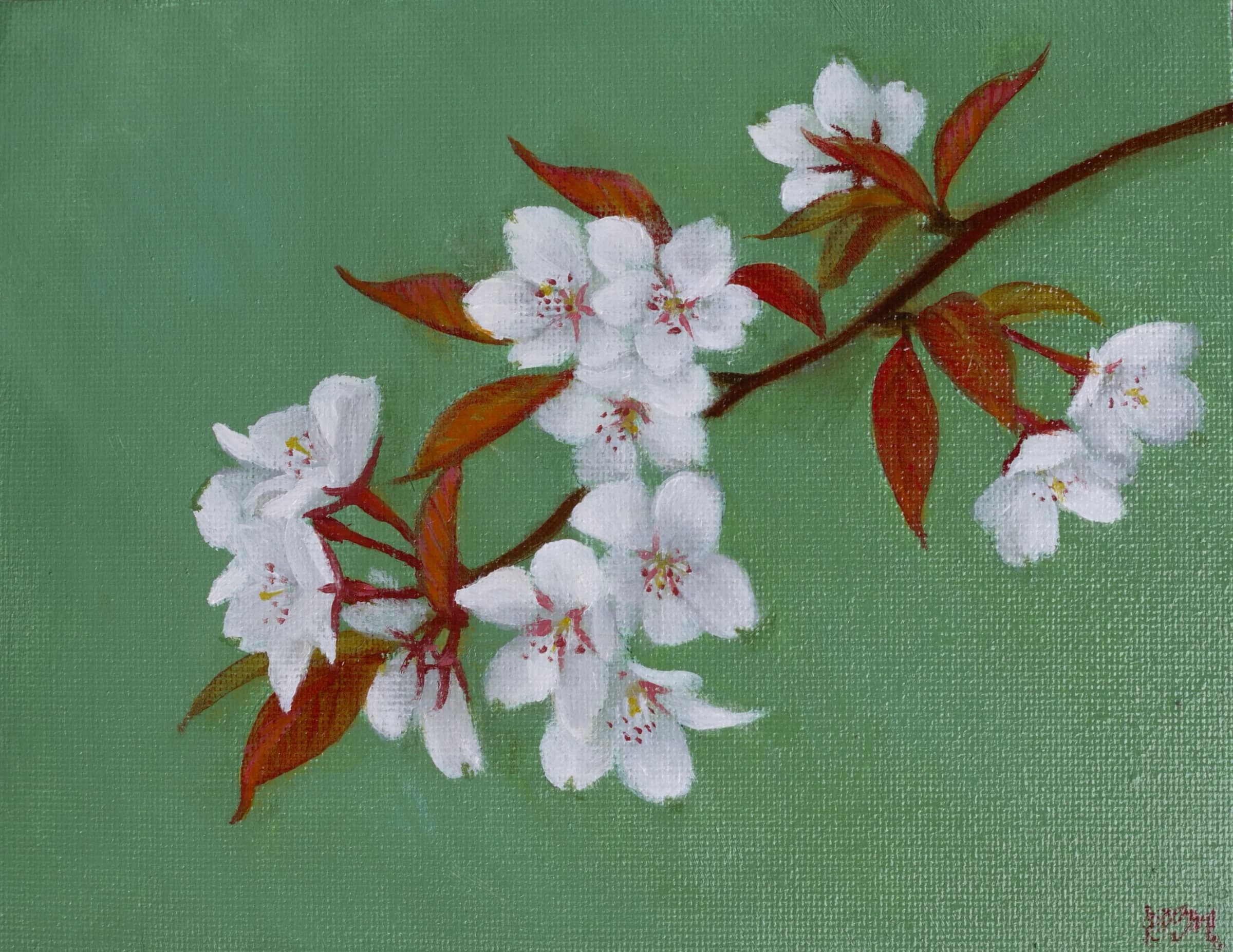 sakura