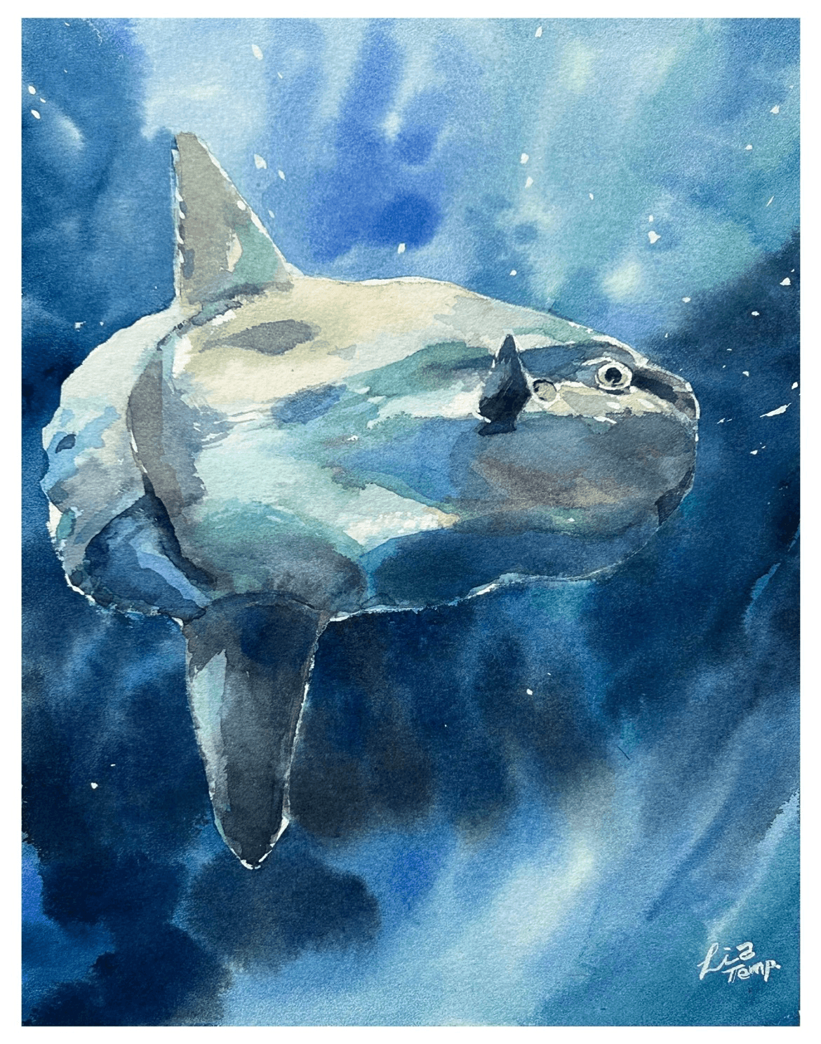 Ocean sunfish
