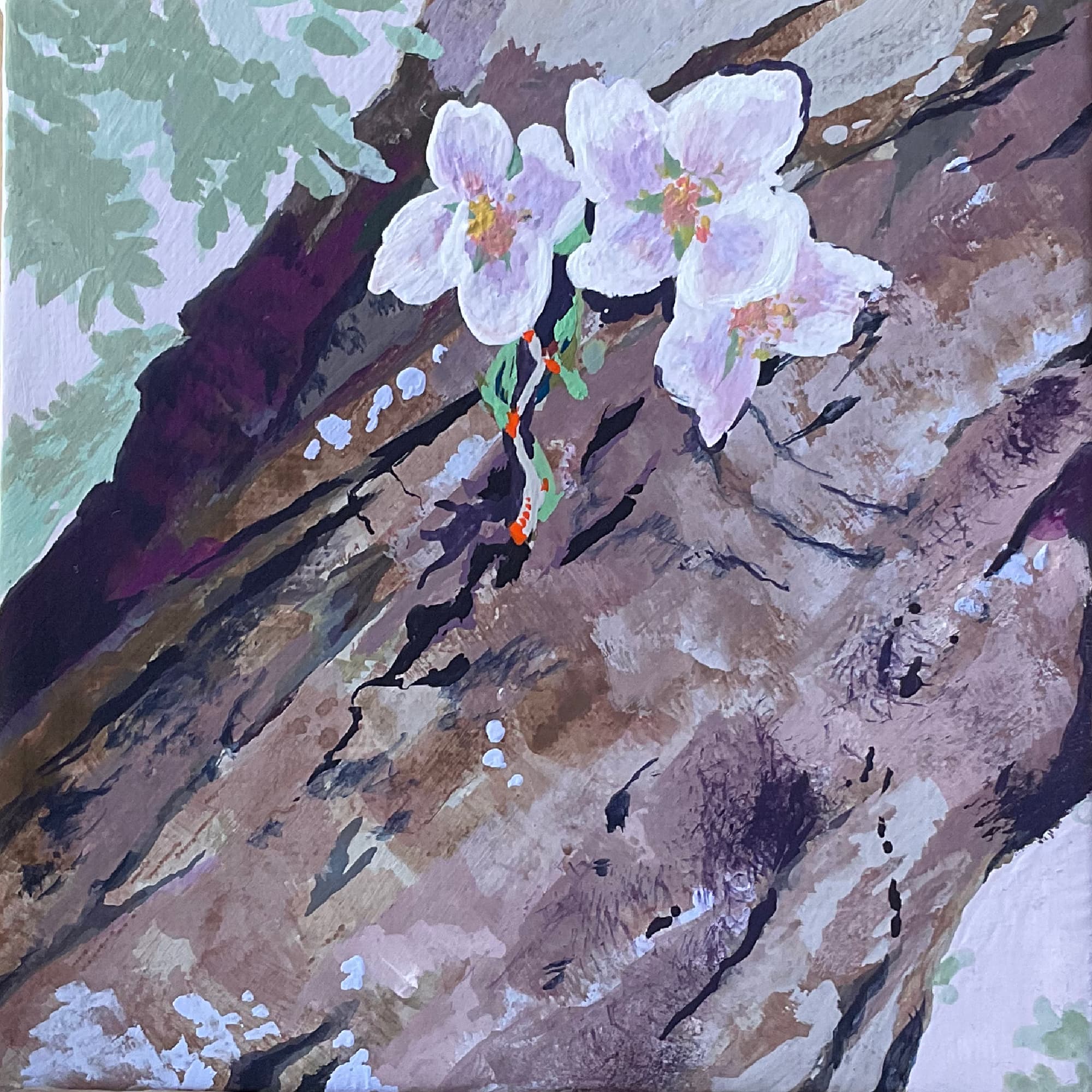 胴吹き桜