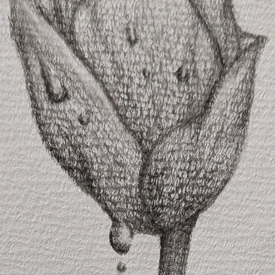 ヤヨイモモ