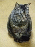 かりめろ