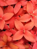 ritam