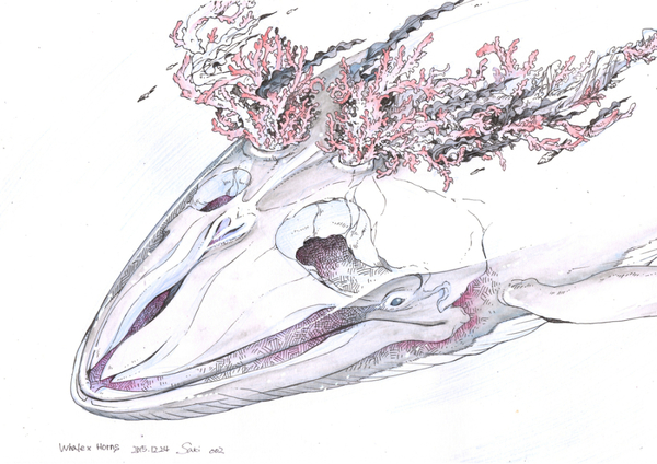クジラ×角
