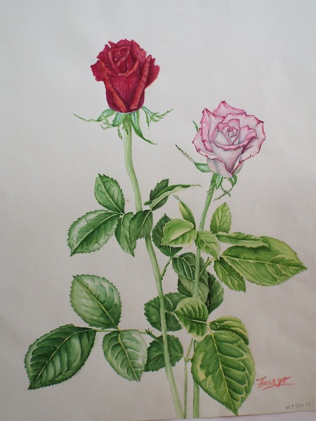 精密画 薔薇 ふさよ Art Meter 精密画 薔薇 ふさよ Art Meter