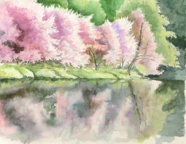 水辺の桜