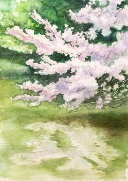 水辺の桜