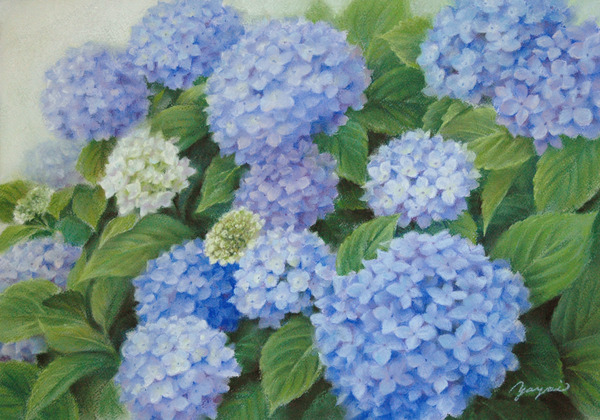 紫陽花パステル画８号
