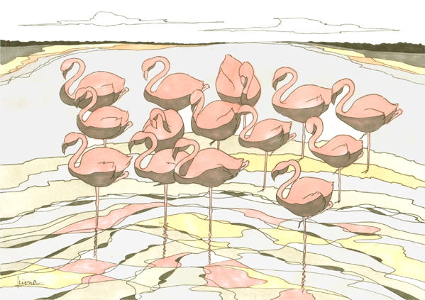 フラミンゴ
