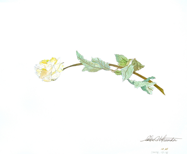 枯れ薔薇