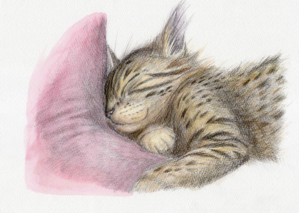 寝る仔猫