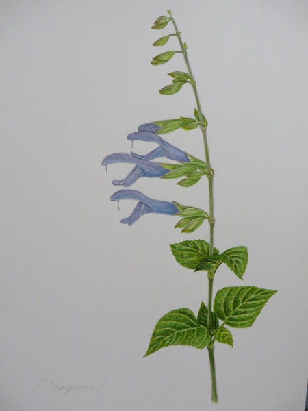 Salvia Officinalis