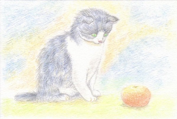 ネコみかん