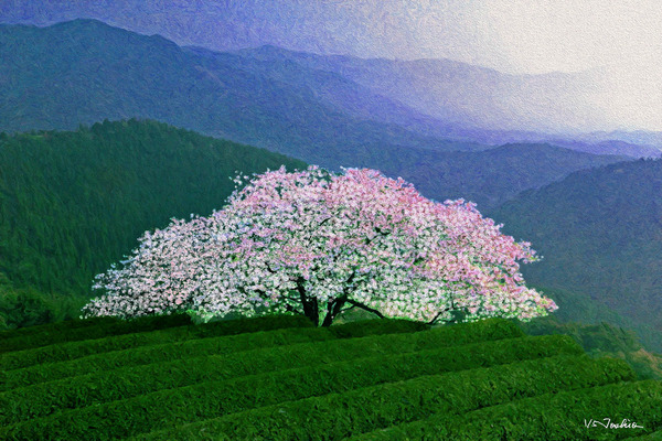 遠山桜 (1/5)