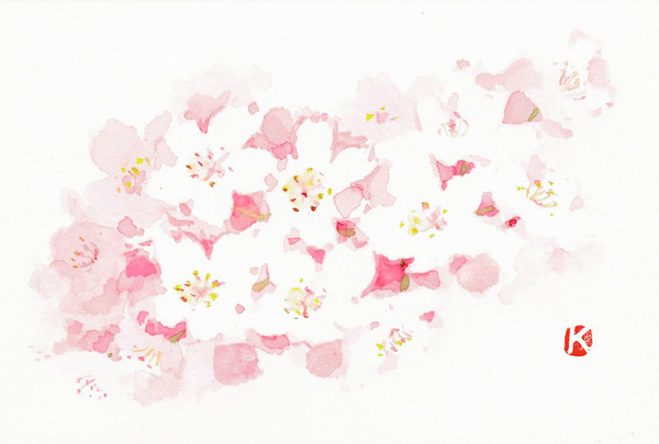 桜(さくら)～ソメイヨシノ