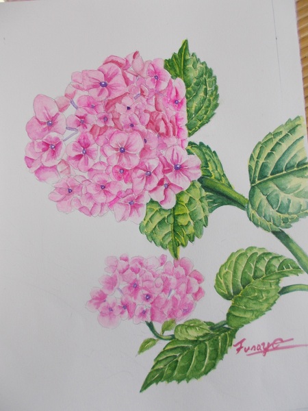 紫陽花