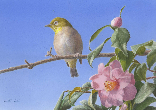 花画 メジロと山茶花 A16 Art Sk9 Art Meter