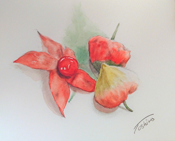 油彩画 植物の花ホオヅキ ほおずき」 by TOSHIRO｜Artmeter｜暮らしを彩るアートが