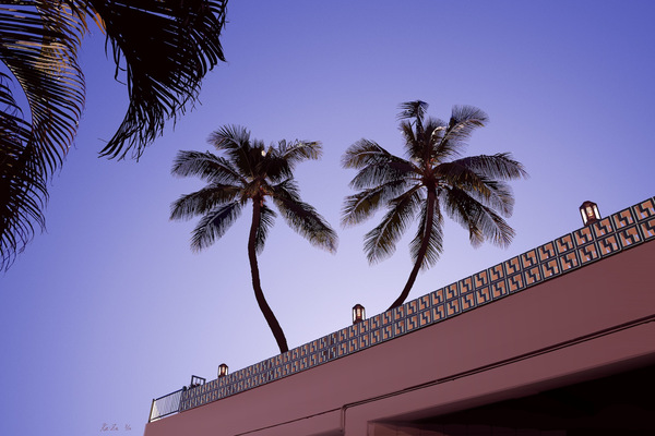Twin Palm Trees2/10