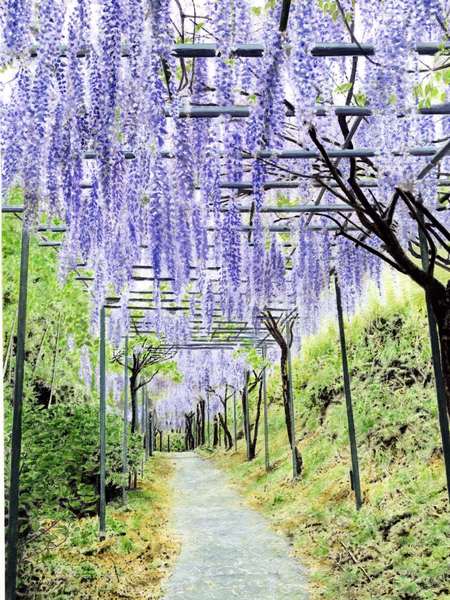 油絵 油彩 油彩画 絵 絵画 【流れ咲く藤の花】 | HIROSHI1990
