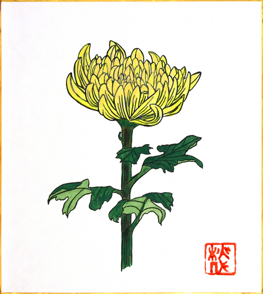 菊の花