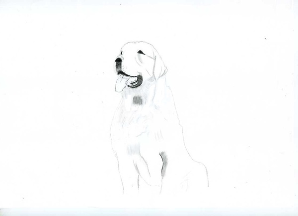 デッサン スケッチ画 鉛筆画 犬 ピーナッツバター鳥海 Art Meter