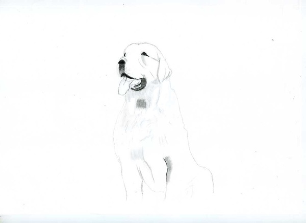 デッサン スケッチ画 鉛筆画 犬 ピーナッツバター鳥海 Art Meter デッサン スケッチ画 鉛筆画 犬 ピーナッツバター鳥海 Art Meter