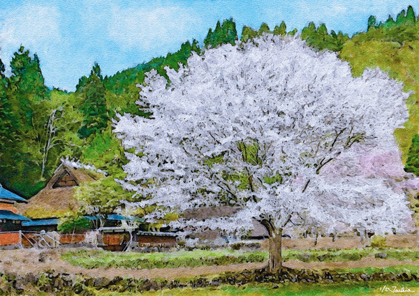 京都花背の桜 (1/5)