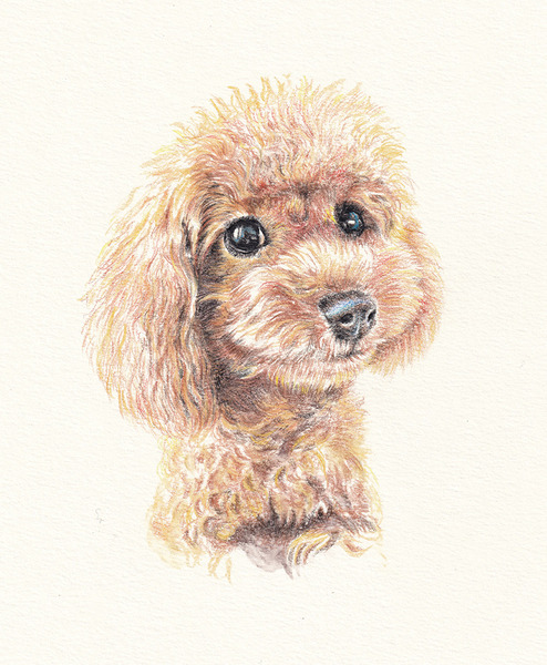 Cute画 トイプードル スマイル Mii Zuu Art Meter