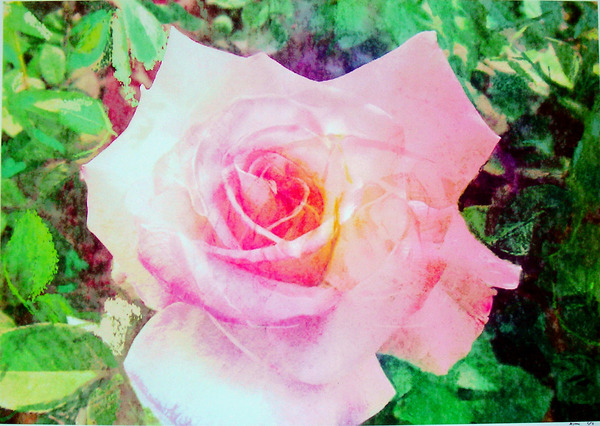 雨露の薔薇1/5(植028)